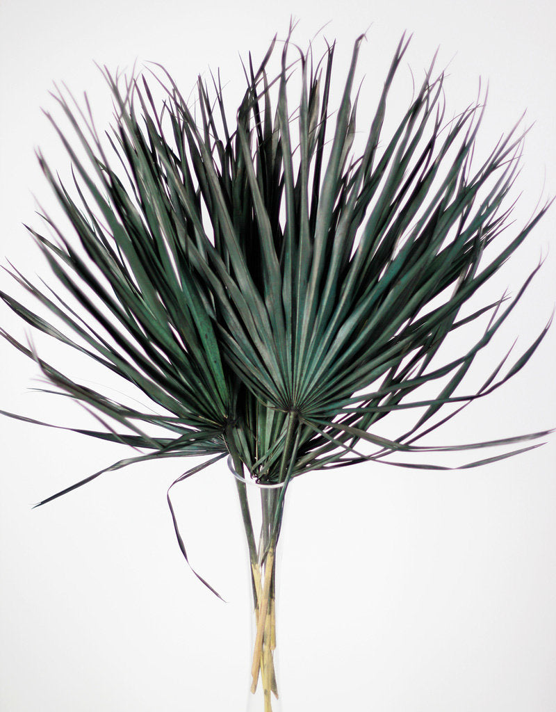 Large Dried Chamaerops Palms - Black, Green, 10 Stems, 70 cm
