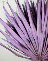 Large Dried Chamaerops Palm - Frosted Purple, 10 Stems