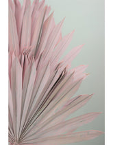 Dried Palm Sun - Baby-Pink, 6 Stems