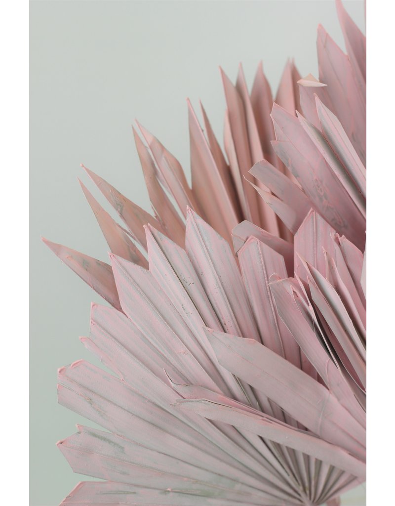 Dried Palm Sun - Baby-Pink