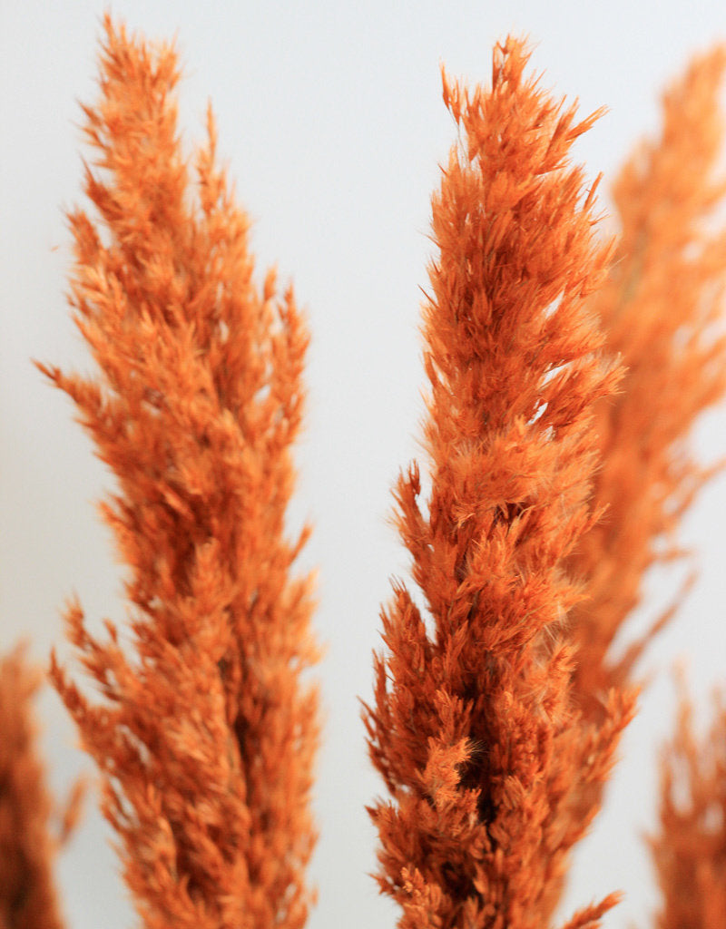 Dried Pampas Grass - Orange, 8 Stems, 100 cm in UK