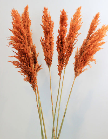 Dried Pampas Grass - Orange, 8 Stems, 100 cm