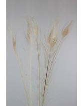 Dried Peacock Feather - Bleached Online UK