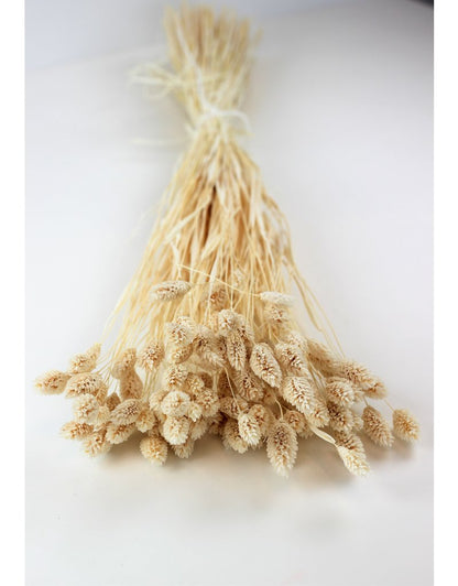 Dried Phalaris - Bleached Bunch, 100 grams, 60 cm