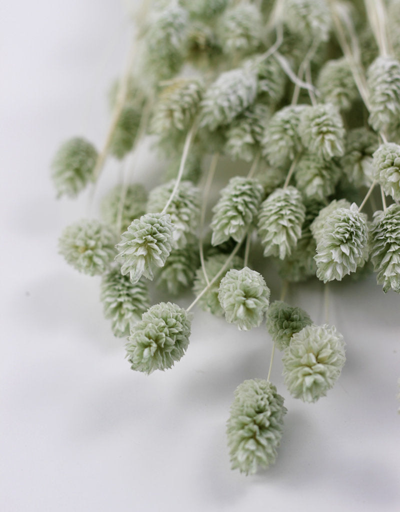 Dry Flower White Phalaris Bunch