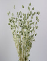 Dried Phalaris - Mint Green Bunch, 100 gram, 70 cm