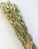 Dried Phalaris - Natural Bunch, 70 cm in UK