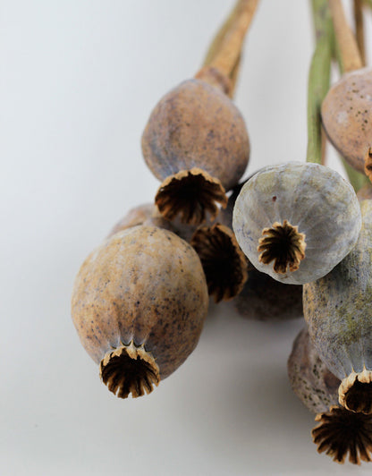 Dried Poppy Heads - Natural Bunch