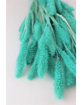 Dried Setaria - Turquoise Bunch at lowest Prices