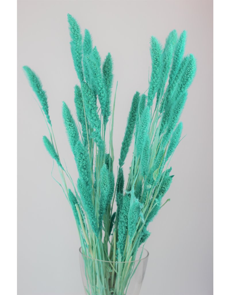 Dried Setaria - Turquoise Bunch, 70 cm