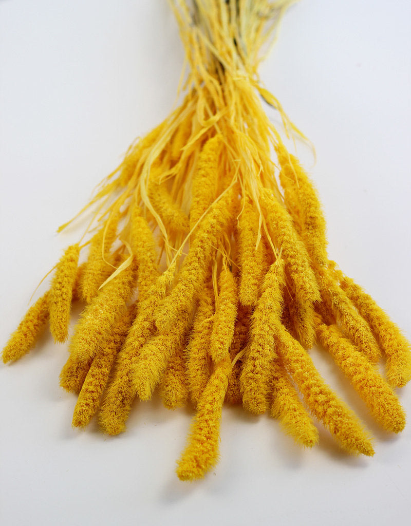 Dried Setaria - Yellow Bunch, 170 grams, 75 cm