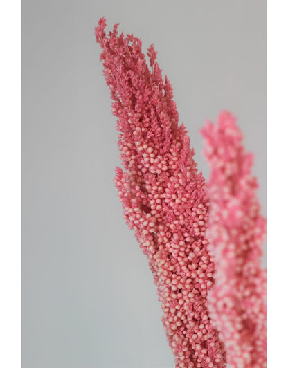 Dried Sorghum - Light Pink, 6 Stems in UK