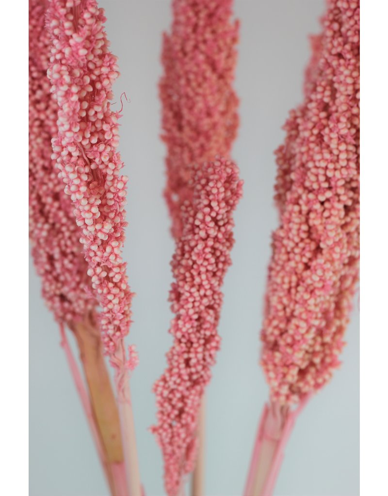 Dried Sorghum - Light Pink, 6 Stems
