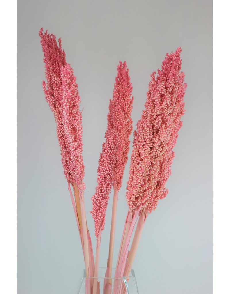 Dried Sorghum - Light Pink, 6 Stems, 70cm
