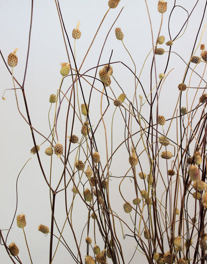 Dried Sweet Scabiosa - Natural Bunch at best prices in UK