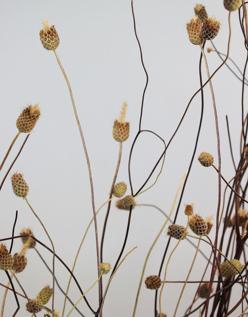 Dried Sweet Scabiosa - Natural Bunch at best prices