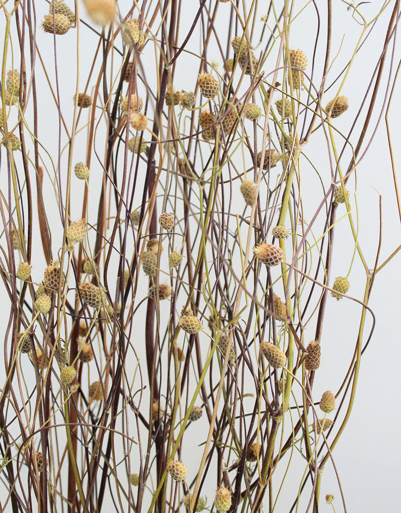 Dried Sweet Scabiosa - Natural Bunch