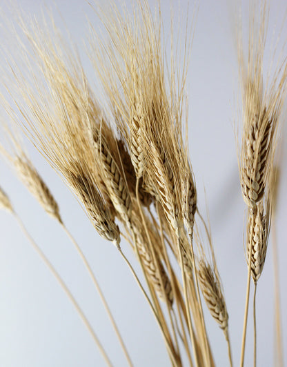 Dried Triticum (Wheat) - Blond Beard Bunch