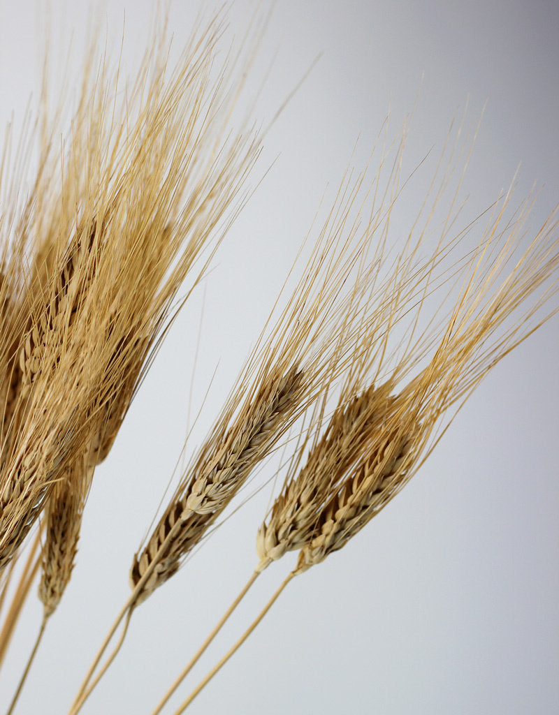 Dried Triticum (Wheat) - Blond Beard Bunch Poly
