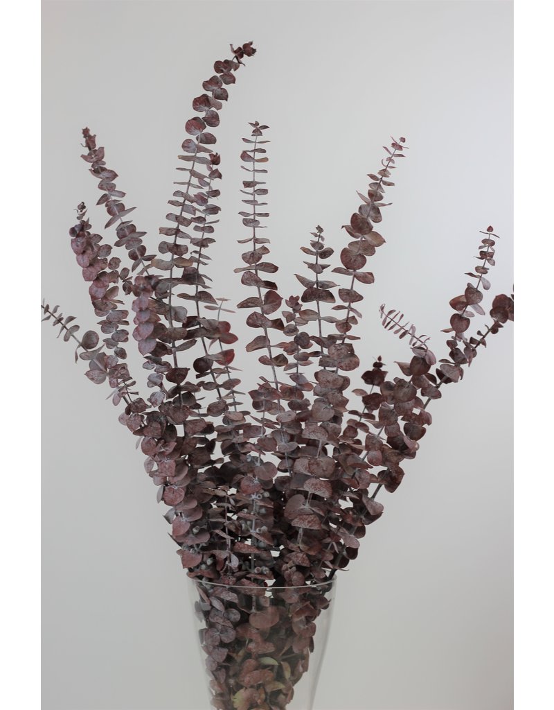 Preserved Eucalyptus - Red Eucalyptus Bunch - 60 Cm L Preserved Flowers ...