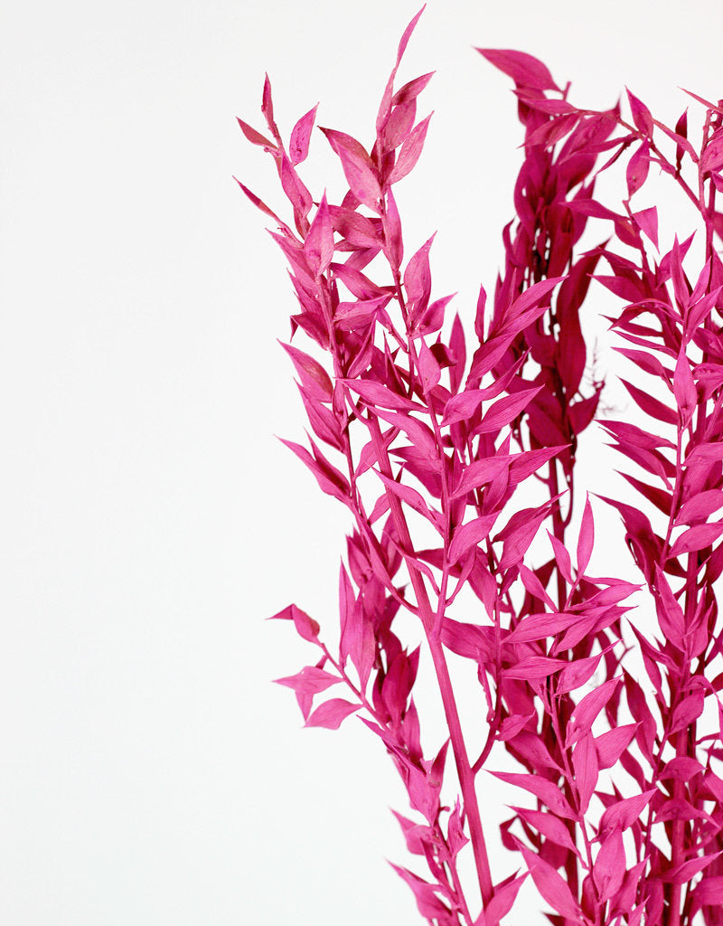 Preserved Ruscus - Cerise Pink Bunch UK Online