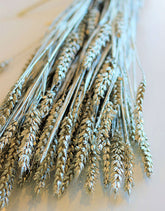 Dried Triticum (Wheat) - Platinum Bunch