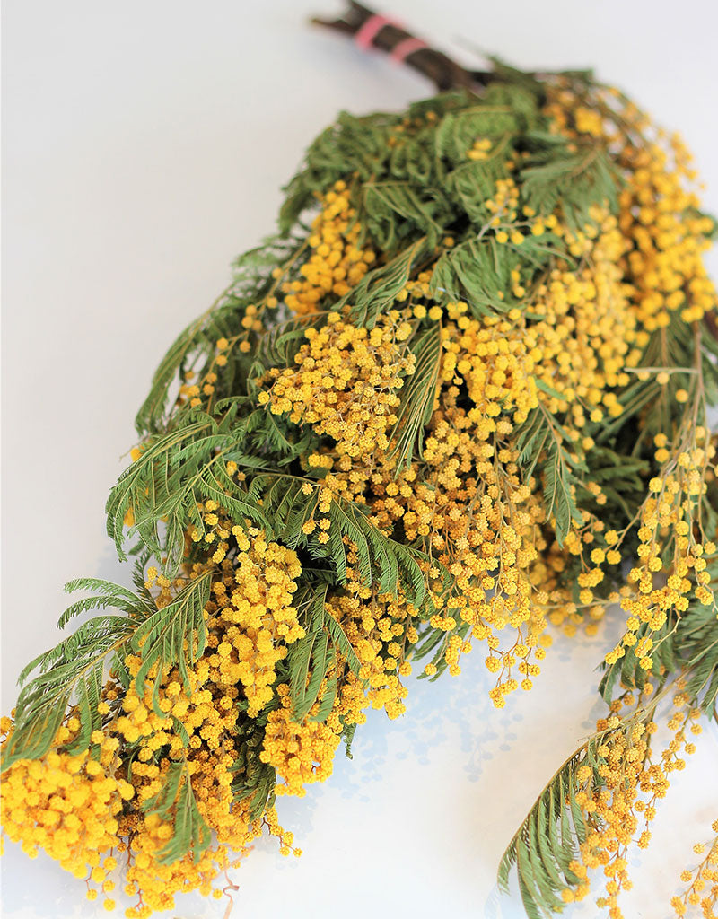 wholesale mimosa