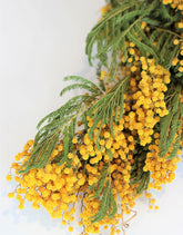 wholesale mimosa flowers